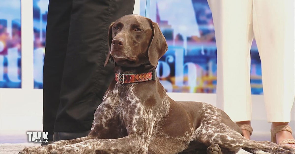 Calming your dog during fireworks season CBS Pittsburgh