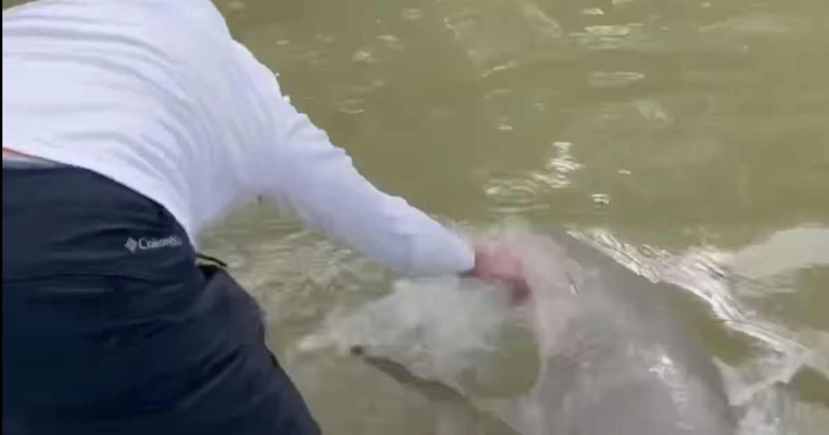 Video shows shark grabbing a man’s hand and pulling him off his boat in Florida Everglades
