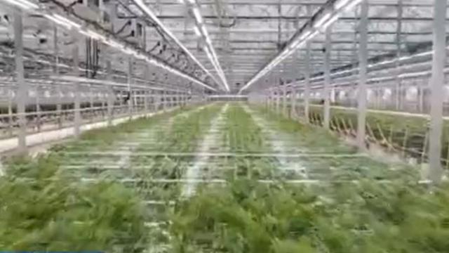 weed-farm.jpg 