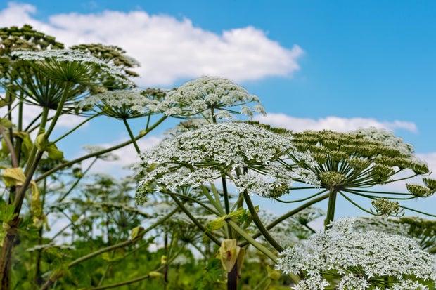 Giant hogweed plant (cow parsnip) against blue sky