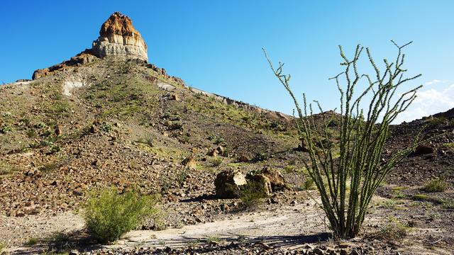 Desert landscape. 