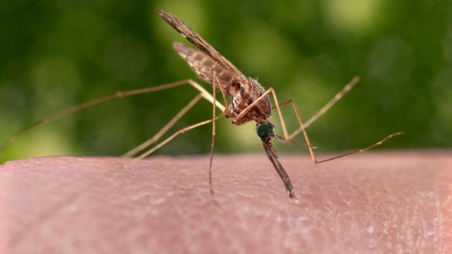 Mosquito Biting Skin 