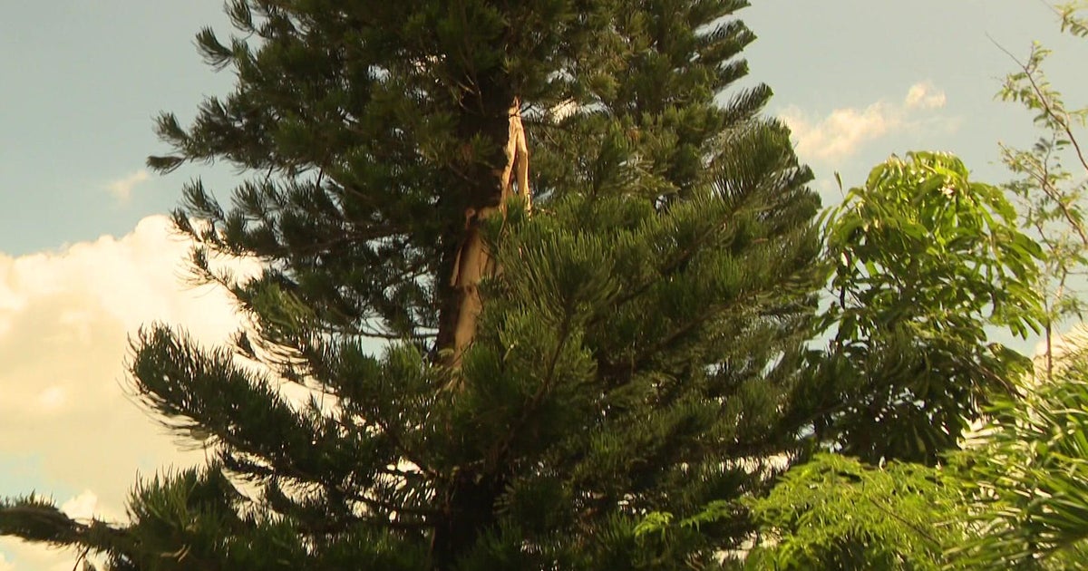 North Miami Beach renters nervous about safety just after enormous tree struck by lightning