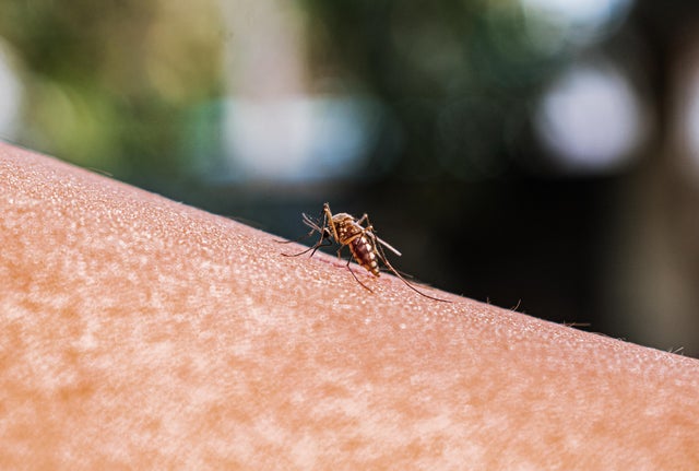 Anopheles Mosquito Bites 