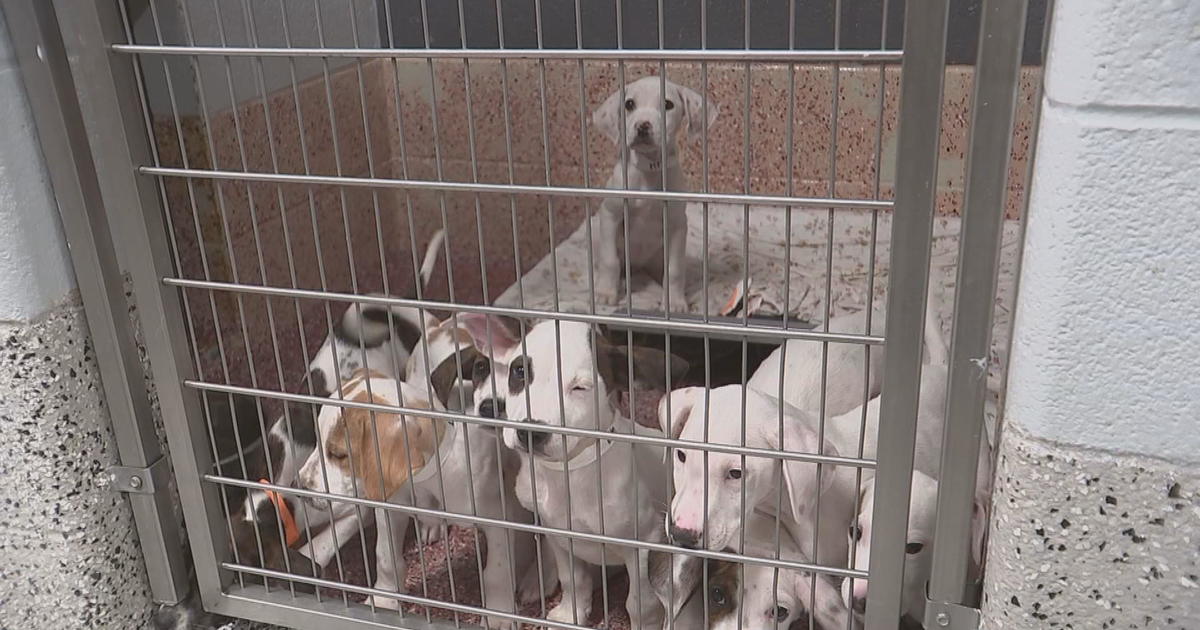 Dogs displaced by Mississippi tornados need homes. Here’s how you can adopt them.