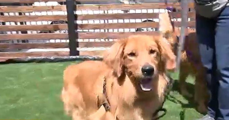 Canine saved from China’s meat trade get there at new kennel at LAX for intercontinental rescues Canine saved from China’s meat trade get there at new kennel at LAX for intercontinental rescues