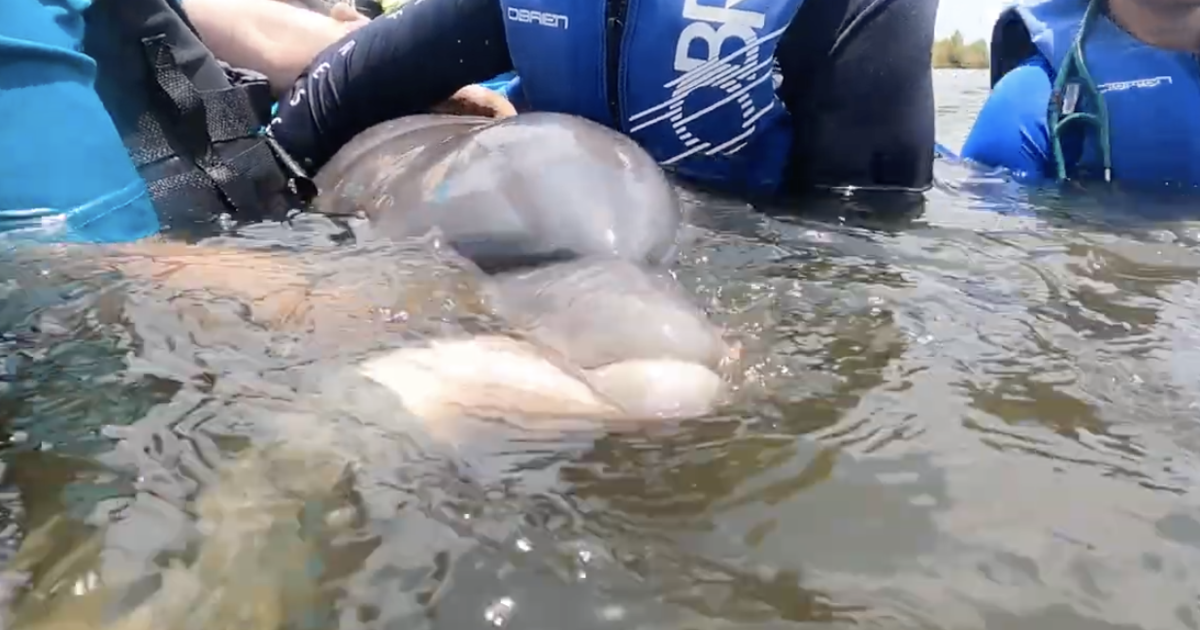 Mother dolphin and her baby rescued from Louisiana pond, where they had been trapped since Hurricane Ida