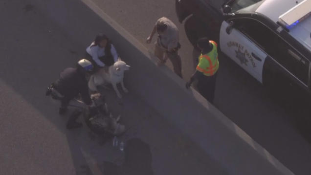 dogs-rescued-from-interstate.png 