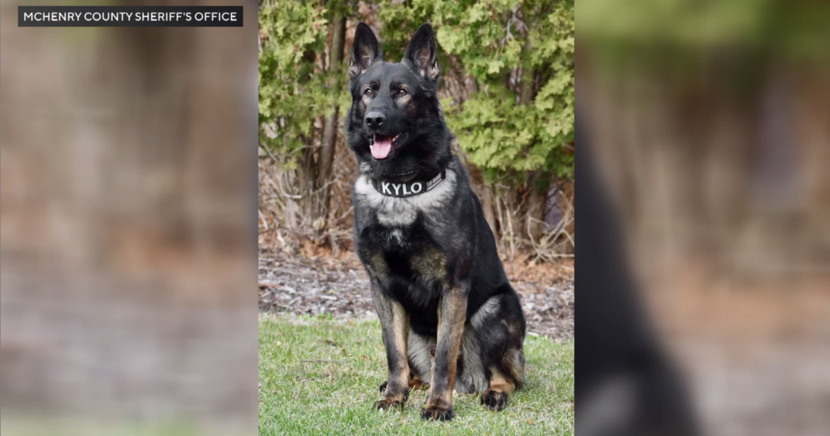 Kylo, McHenry County K9, helps catch home invasion suspect - CBS Chicago