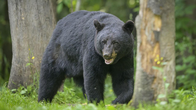 A large male black bear walks along the edge of the forest 