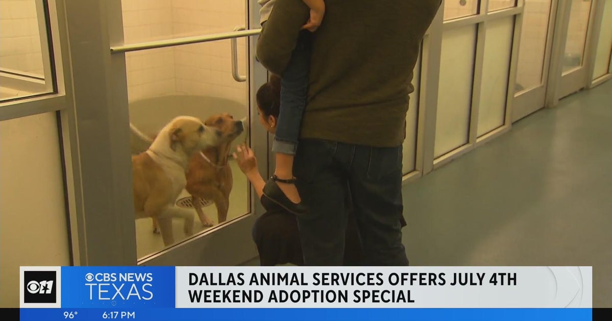 Dallas Animal Service offering 4th of July weekend adoption special ...