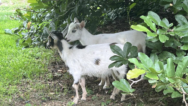 doylestown-goats.jpg 