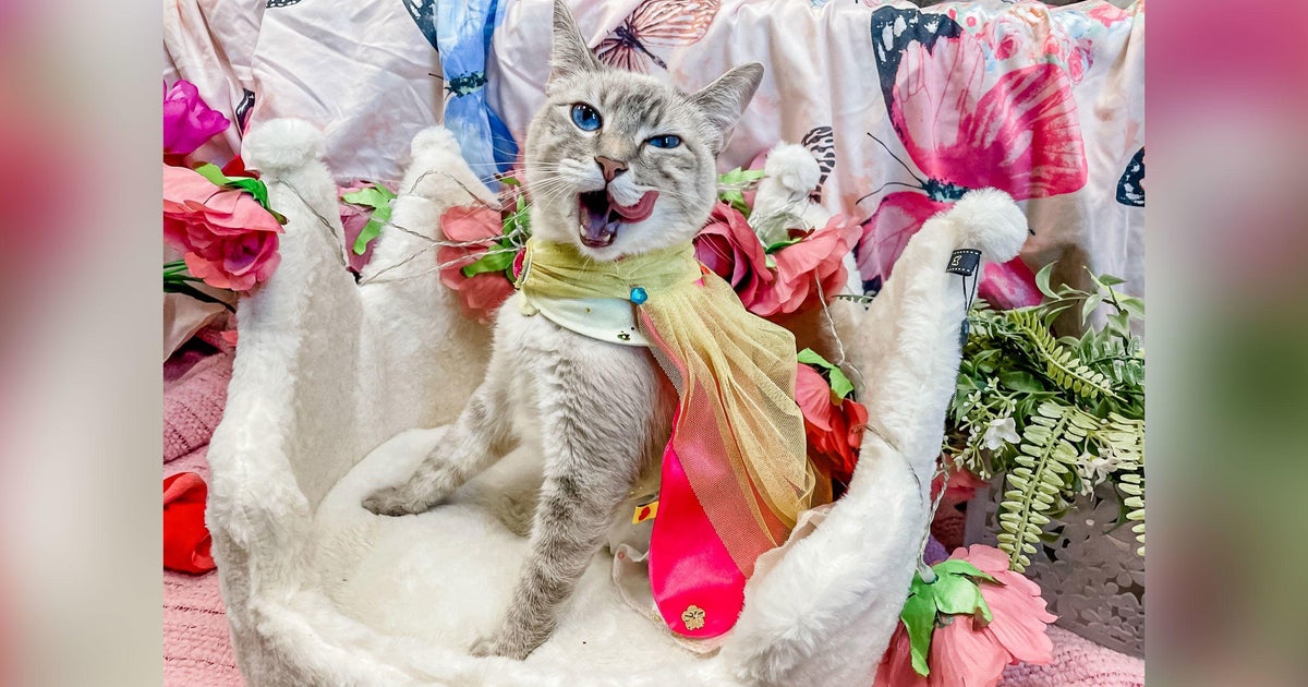 Cecily the cat has a lifelong disability. It hasn’t stopped her from spreading positivity on line as a result of modern outfits