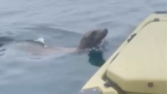 sea-lion-jumps-on-kayak.png 