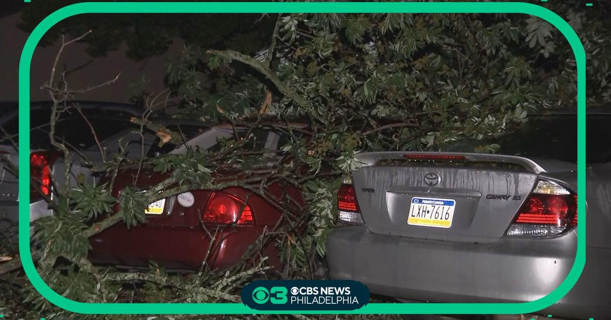 Severe weather in Delaware causes tree branch to damage 5 parked cars