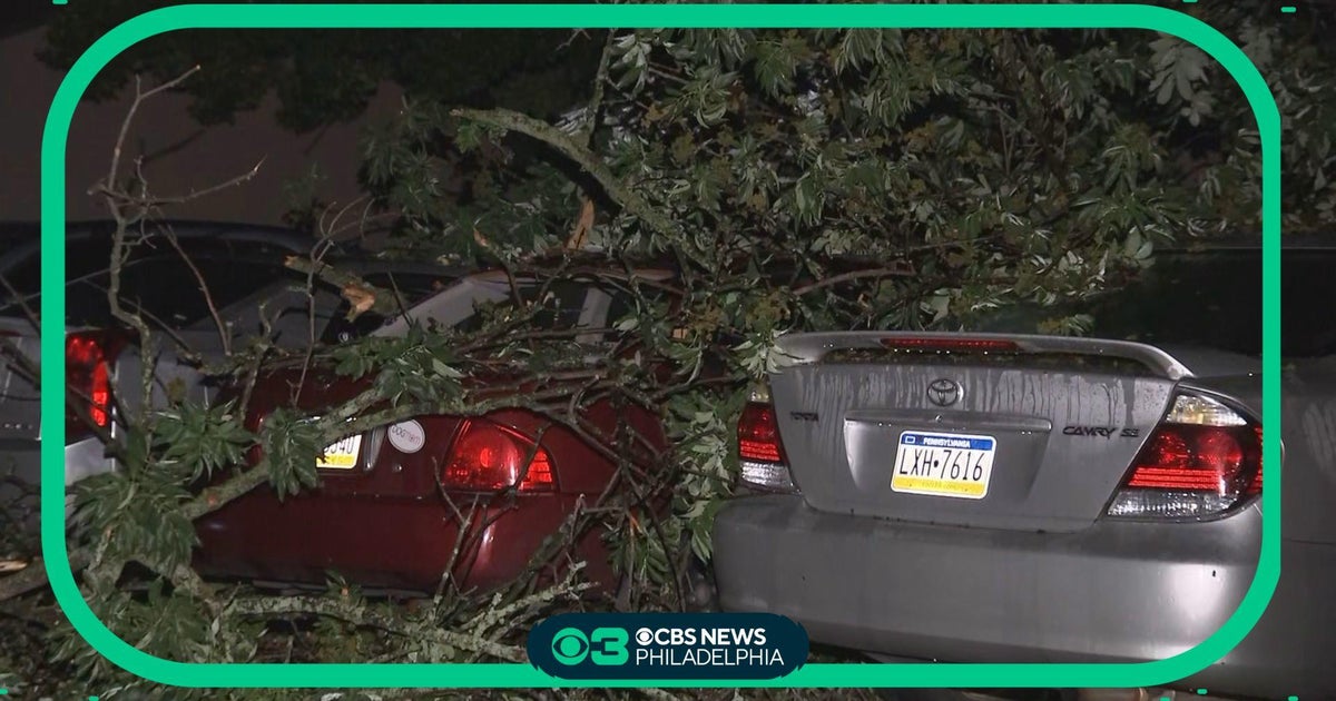 Severe weather in Delaware causes tree branch to damage 5 parked cars Severe weather in Delaware causes tree branch to damage 5 parked cars