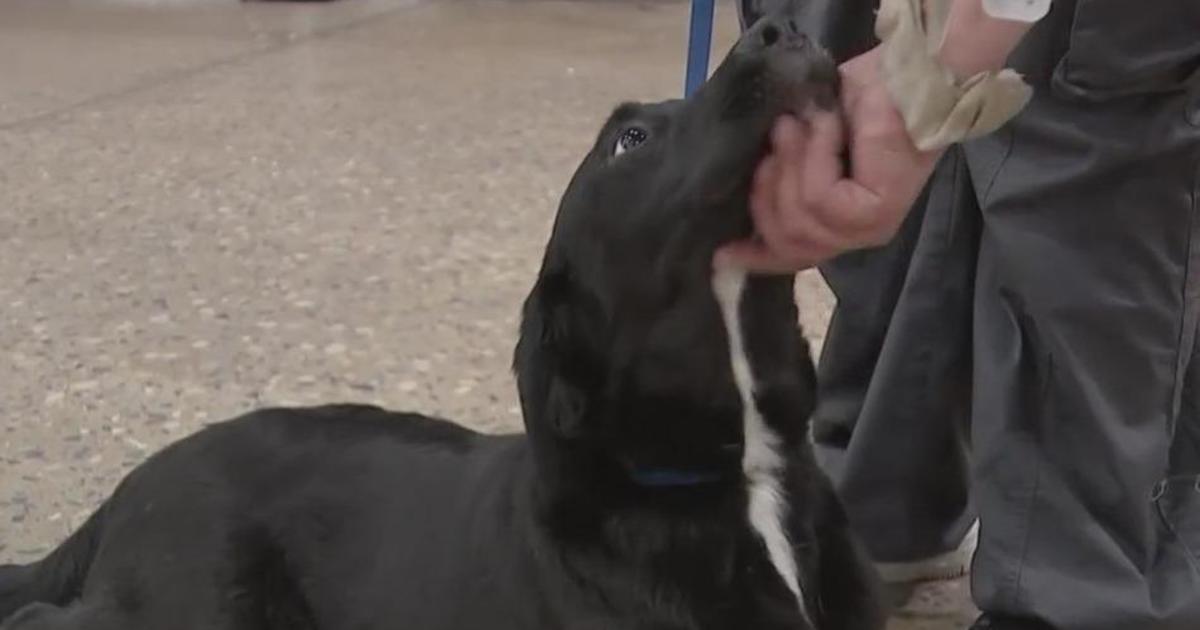 Major', Black Labrador puppy, becomes Philadelphia Phillies' new