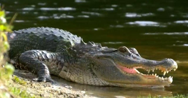 Alligators have the capability to listen to perfectly each on land and underwater, scientists say Alligators have the capability to listen to perfectly each on land and underwater, scientists say