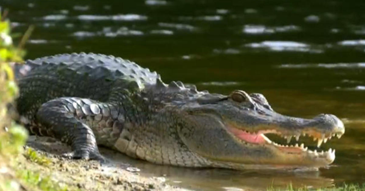 Alligators have the capability to listen to perfectly each on land and underwater, scientists say