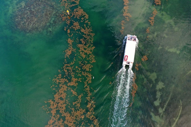 Huge Mass Of Sargassum Seaweed Floats To Key West Beaches