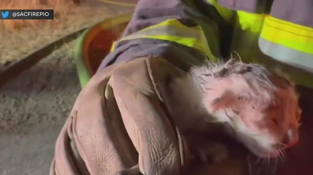 Kitten rescued in a North Sacramento fire 