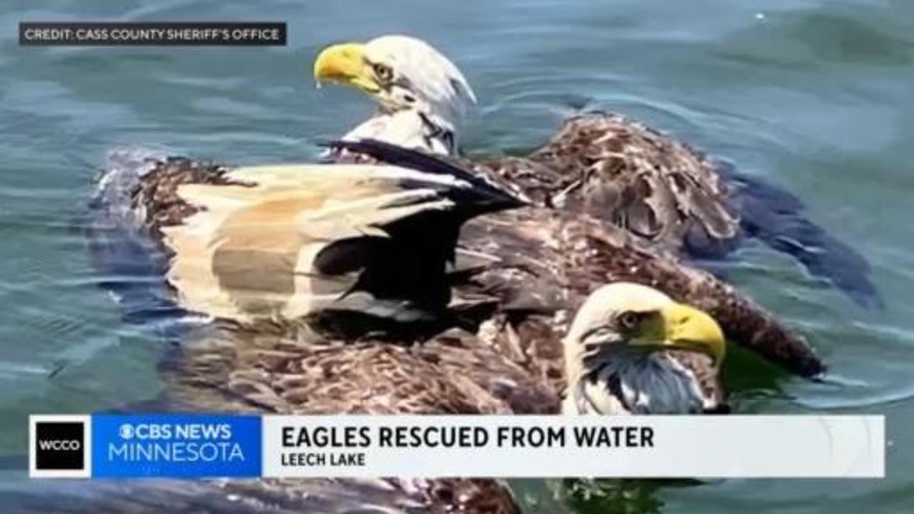 Two bald eagles were caught on video entangled on a Minnesota