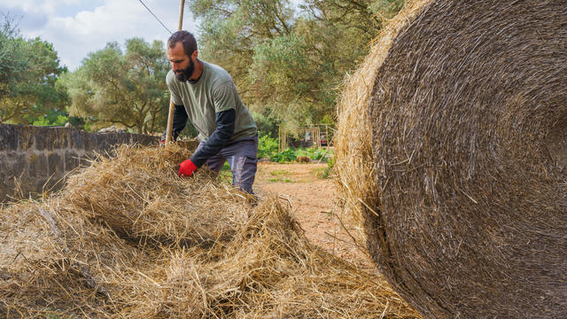 Man farmer picking up hay with his hands on a farm 