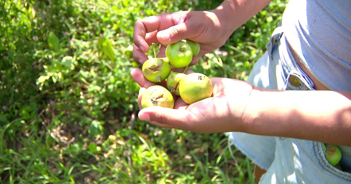 Hail damages quarter of apple crop at Keepsake Cidery orchard Hail damages quarter of apple crop at Keepsake Cidery orchard