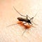 More locally-acquired malaria cases reported in U.S.