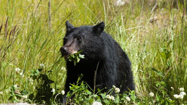 Tree planter attacked by bear in Canada, airlifted to hospital