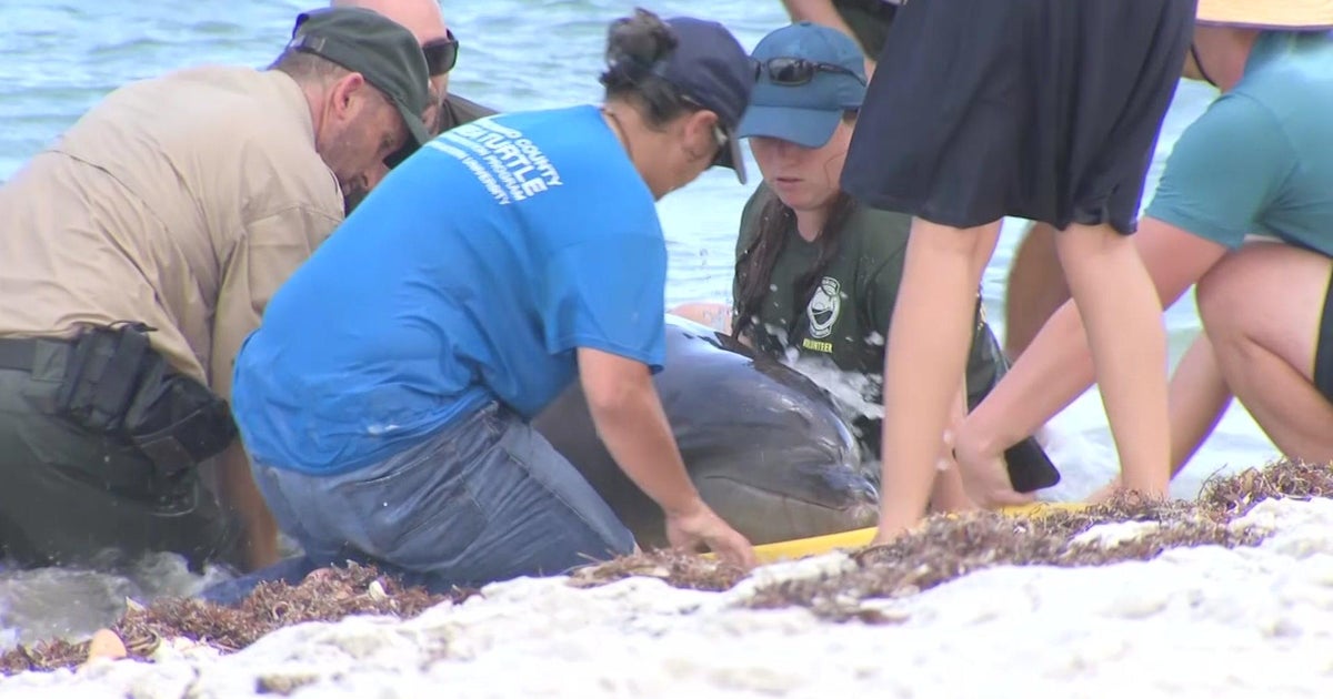 Stranded dolphin washes ashore Broward seashore as Florida wildlife officials test to determine why Stranded dolphin washes ashore Broward seashore as Florida wildlife officials test to determine why