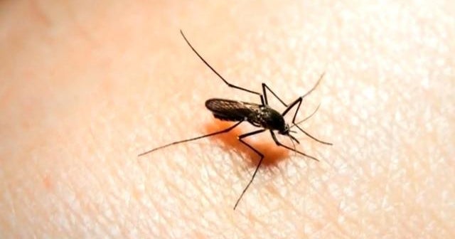 More locally-acquired malaria cases reported in U.S.
