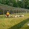 How solar grazing is creating a new industry