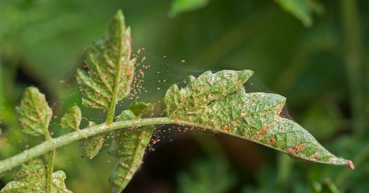 Spider mite males ‘undress’ their companions to mate ASAP