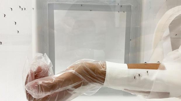 Arm-in-cage experimental setup for mosquito bite research. 