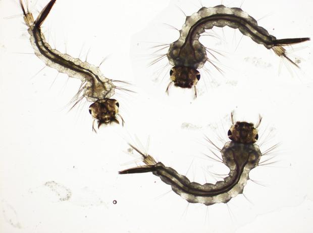 Culex quinquefasciatus mosquito larvae 
