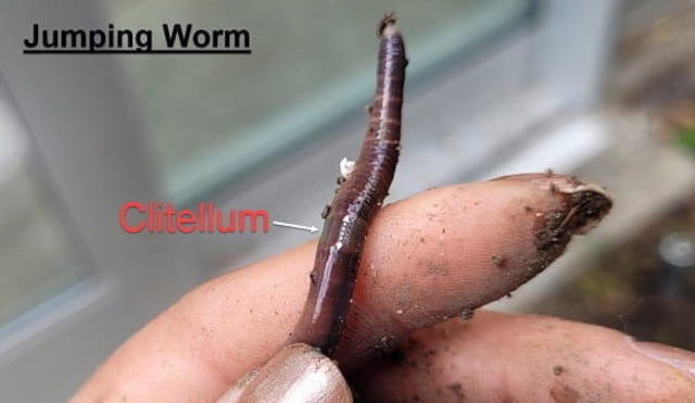 Be on the lookout for earthworms on steroids that jump a foot in the air  and shed their tails - CBS News