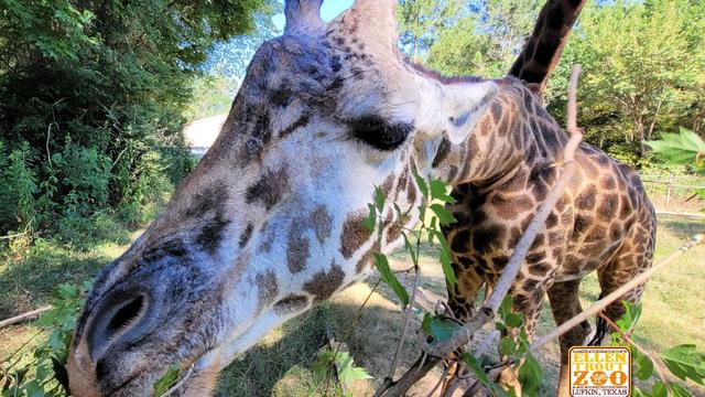 One of world's oldest captive giraffes dies in Texas