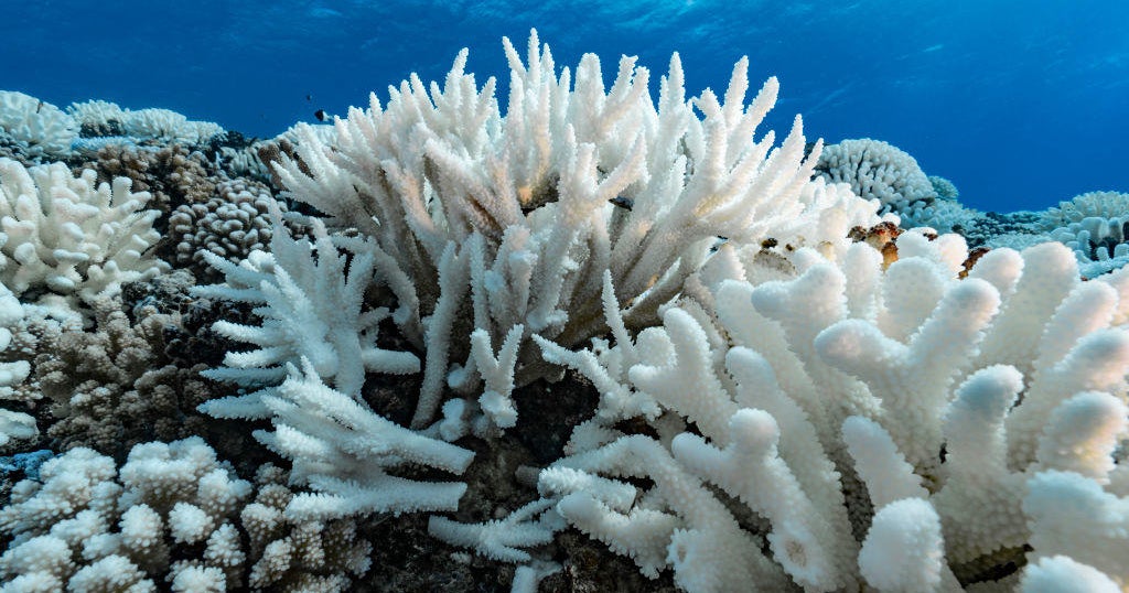 UM professor says maritime existence threatened by rising h2o temperatures UM professor says maritime existence threatened by rising h2o temperatures