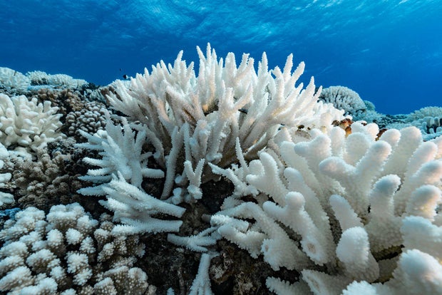 Coral Reefs And White Death