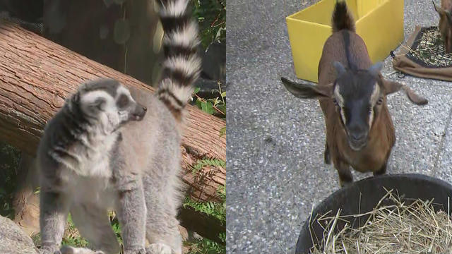 lemur-island-and-goats-philadelphia-zoo.jpg 