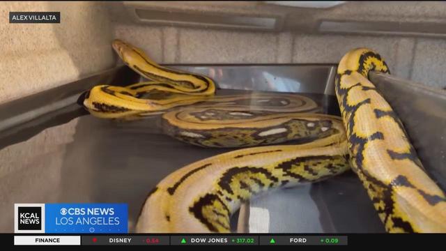 Missing 15-foot python named "Big Mama" safely found and returned to Chatsworth family
