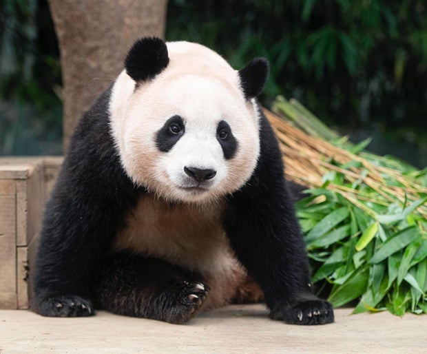 fubao-panda-korea.jpg