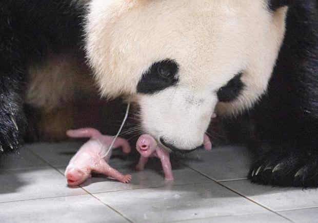 south-korea-panda-twins-mom.jpg 