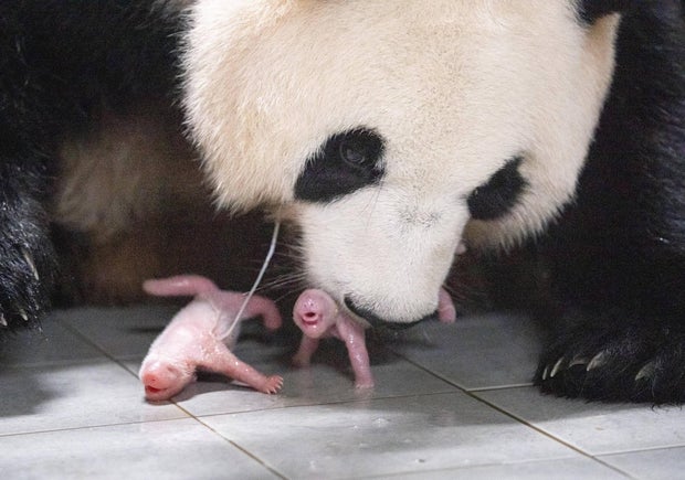 south-korea-panda-twins-mom.jpg