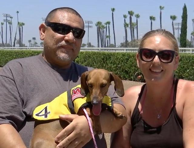 Wiener dogs prep for race day Saturday at Los Alamitos - CBS