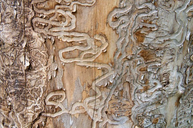 Emerald Ash Borer Traces on a Dead Tree Trunk 