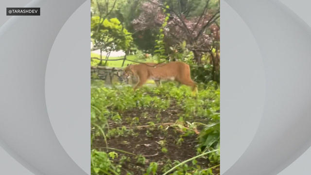 Bobcat worcester 