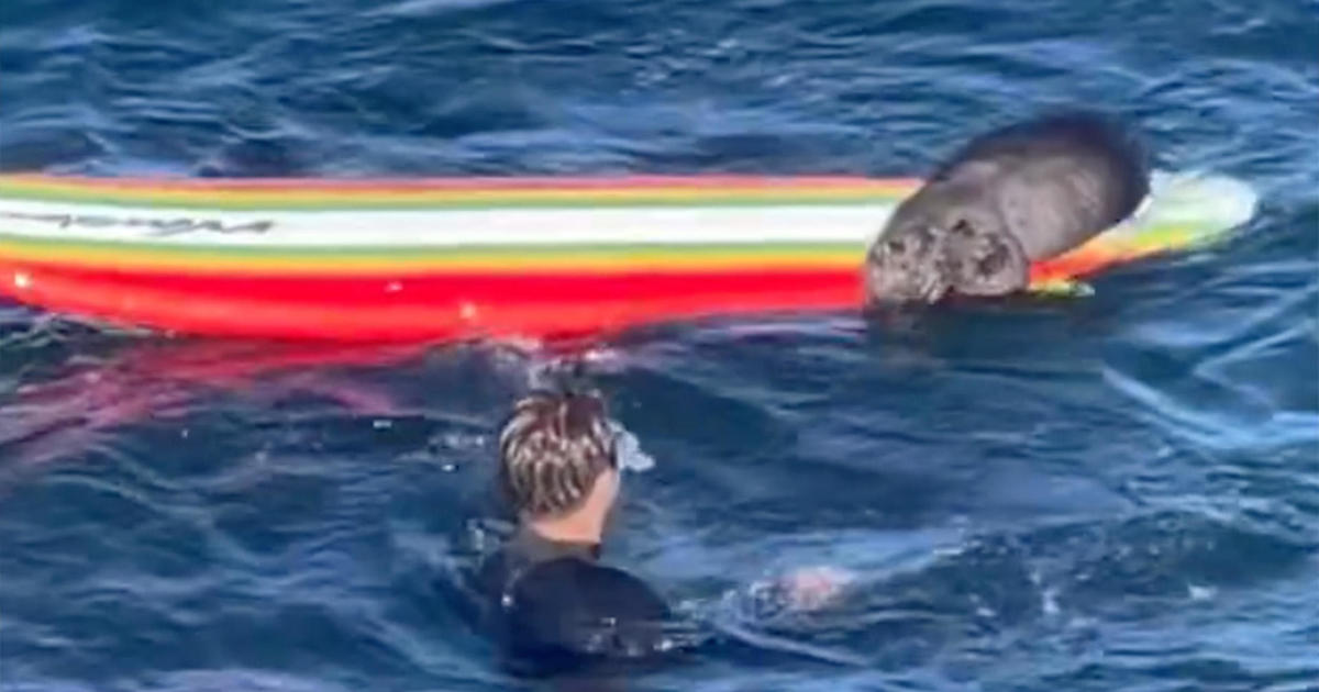 Sea otter seen trying to steal board from surfer in ocean