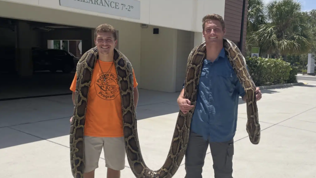 Florida duo captures state's longest-ever python